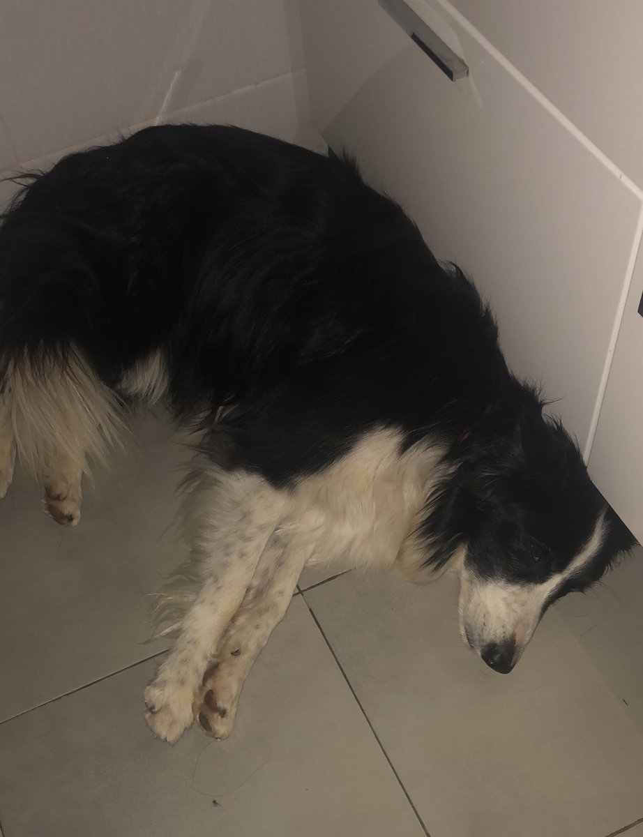 raquelxmarcoss's tweet photo. perro perdido en valdeloshielos/colmenar viejo. Se llama layka y es de estatura media. difusión 💔💔 https://t.co/PXu4c8dgb4