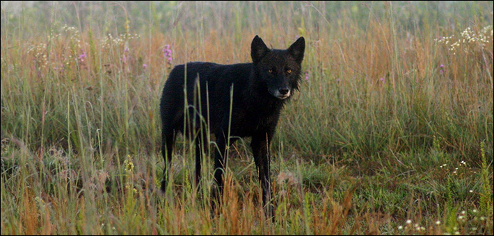 endangered's tweet photo. Think animals and plants are in good shape now that a Democrat is the President? Think again. https://t.co/onRVDEox4I by Endangered Species Coalition Executive Director @LedaHuta https://t.co/Mu636lIKeY