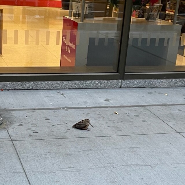 Woodcock alert! Can someone help a woodcock at E. 40th and 5th Avenue? It appears to be on the SE corner next to the library annex. It needs to be gently placed in a paper shopping bag and brought to WBF. If you can't transport it, that's OK too: please keep it safe and DM us.