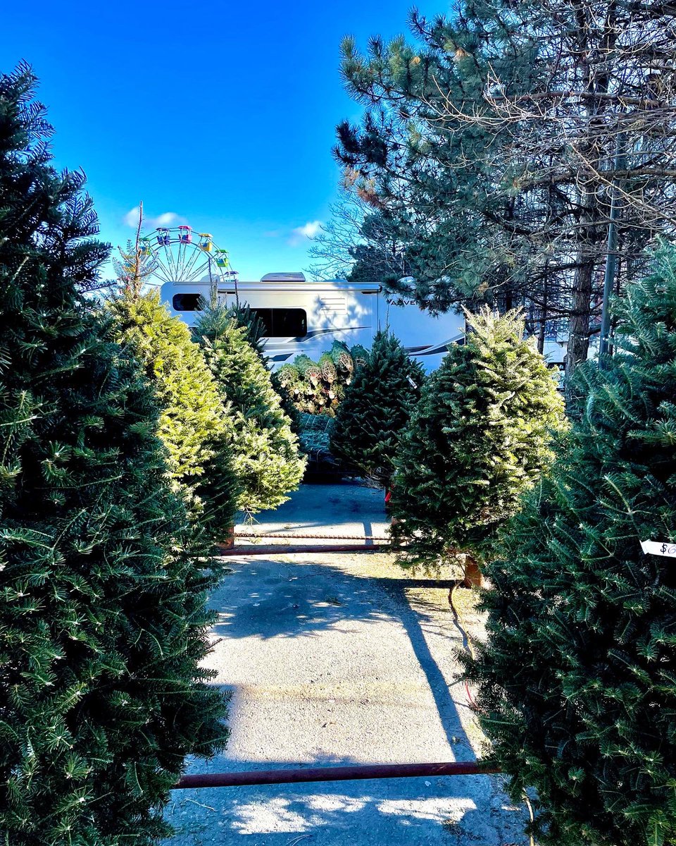 evergreenfestns's tweet photo. Head down to the Mental Health Foundation’s Tree Lot of Kindness to pick up your Christmas tree! 🎄

Our friends at Keddy’s Christmas Trees have brought them in from New Ross, NS! ☃️

Price range: $30-$80 
($5 from every tree sold goes to @MentalHealthNS) 

#EvergreenFestivalNS https://t.co/F09K4tbxtH