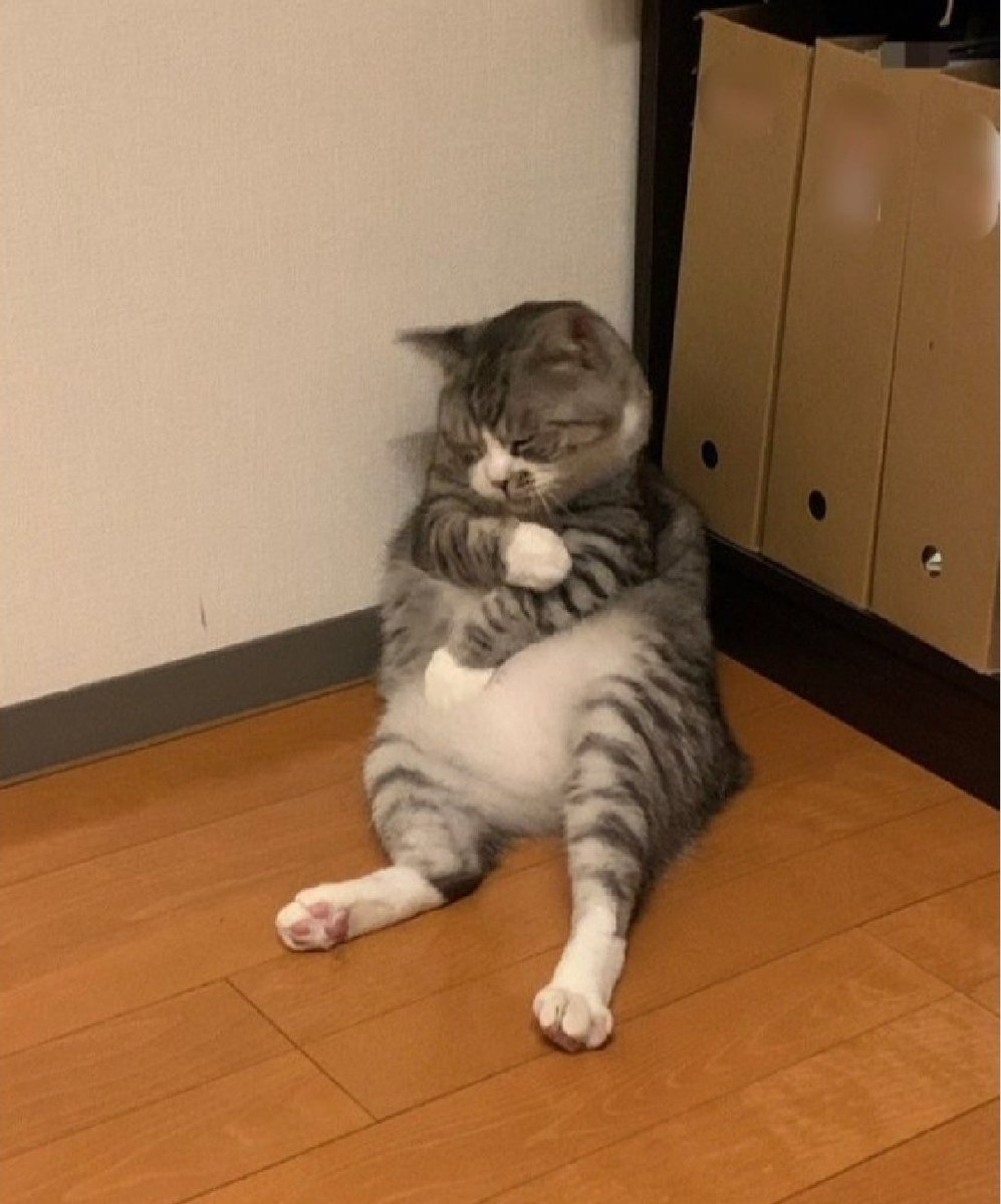 protegertuambi2's tweet photo. #CatsLover #cats #photooftheday #photography https://t.co/nJffyPGH84
