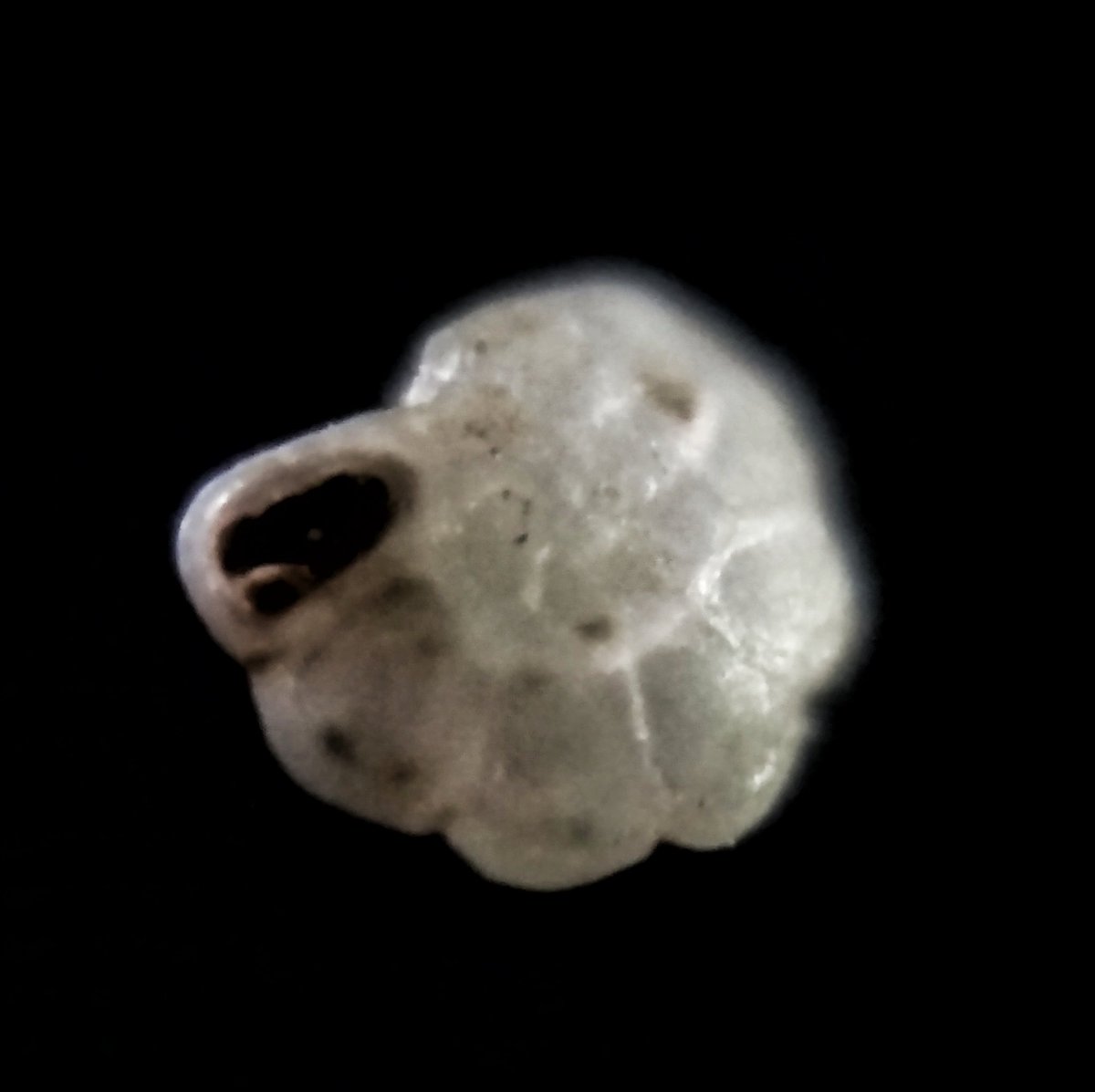 Edurafi's tweet photo. Excellent find. Sometimes it is difficult to believe that a school student is making such amazing observations.

I too had found foraminifera in sand from Girgaon chaupati, Mumbai.  % of forams in is high. U'll find few in every pinch of sand. #scicomm #science #sciencetwitter https://t.co/WST41M1y8w
