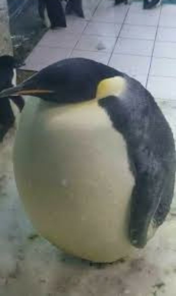 Dejotin_'s tweet photo. @Ursinho35 @guarana Pinguim https://t.co/czo2ol6B9y