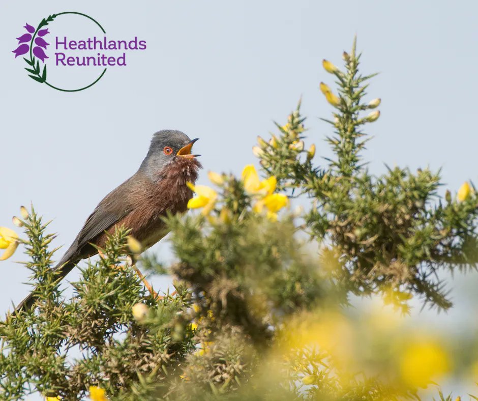 sdnpa's tweet image. Keep an eye or an ear out for the Dartford Warbler

Unlike many heathland birds, the Dartford Warbler is present on our heaths all year round. Find out more about what is being done to help them here: buff.ly/31BtFck

📷 D. Middleton

#HeathlandsReunited #HelpYourHeaths