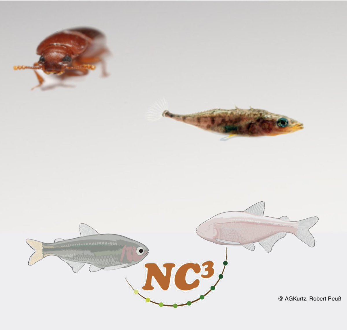 **Funded PhD and PostDoc offer**
<a href="/NC3Niche/">NC3</a> 
We offer exciting projects to study the ecological and evolutionary consequences of host-parasite interactions from the individual to the ecosystem level. 
See uni-muenster.de/Evolution/anim…