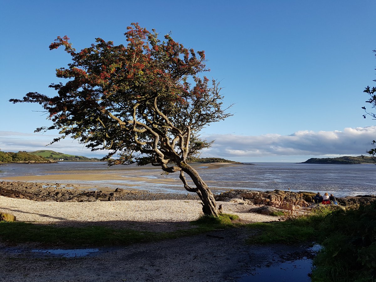 KippfordTweets's tweet photo. It is an honour that "the tree" in Kippford has made it to the shortlist for the @WoodlandTrust UK Tree of the Year 2021.  Only ten have made the list and it's now time to vote.  

https://t.co/D9632Tcebm https://t.co/4h3LzLXmXx
