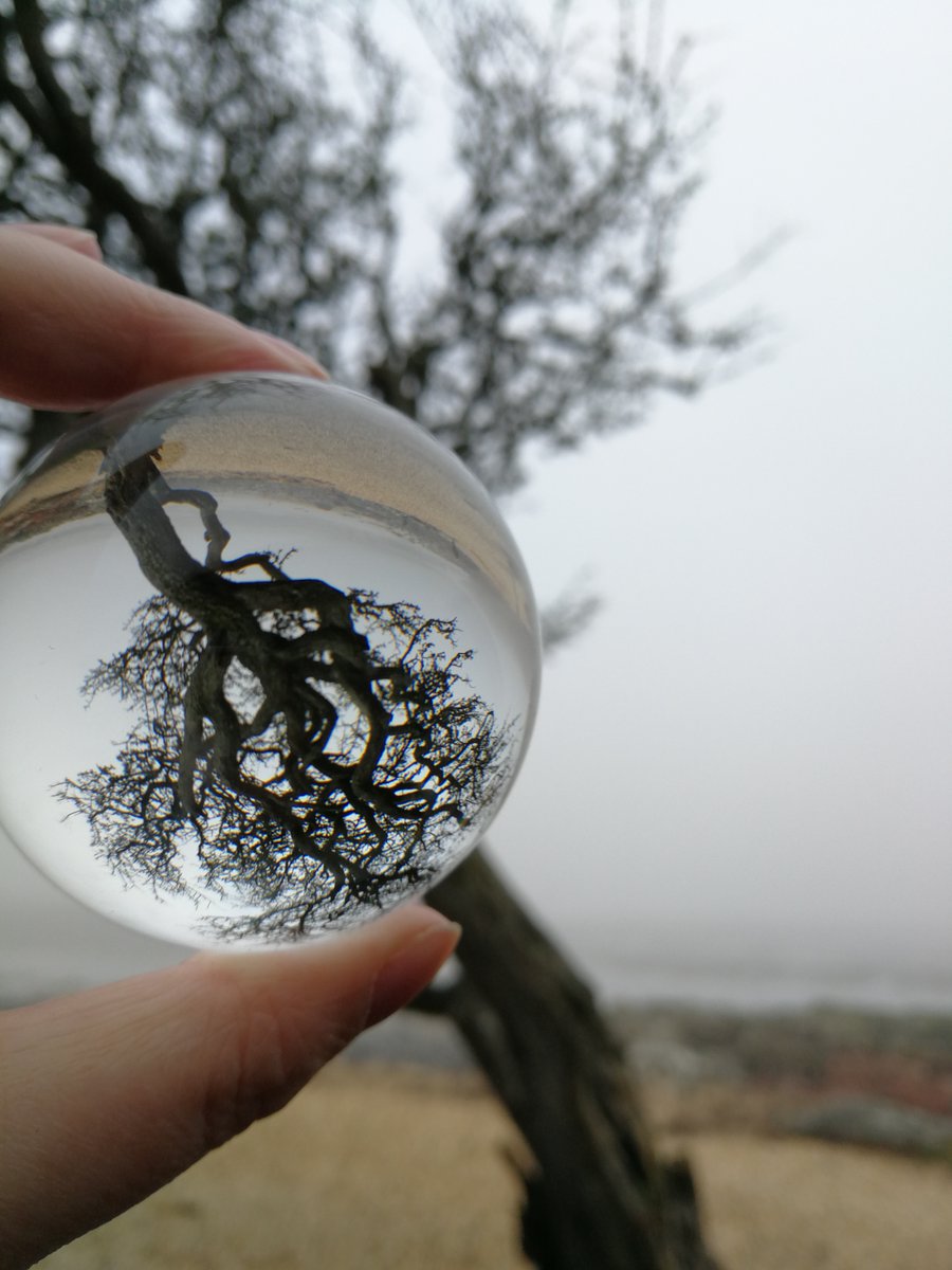 KippfordTweets's tweet photo. It is an honour that "the tree" in Kippford has made it to the shortlist for the @WoodlandTrust UK Tree of the Year 2021.  Only ten have made the list and it's now time to vote.  

https://t.co/D9632Tcebm https://t.co/4h3LzLXmXx