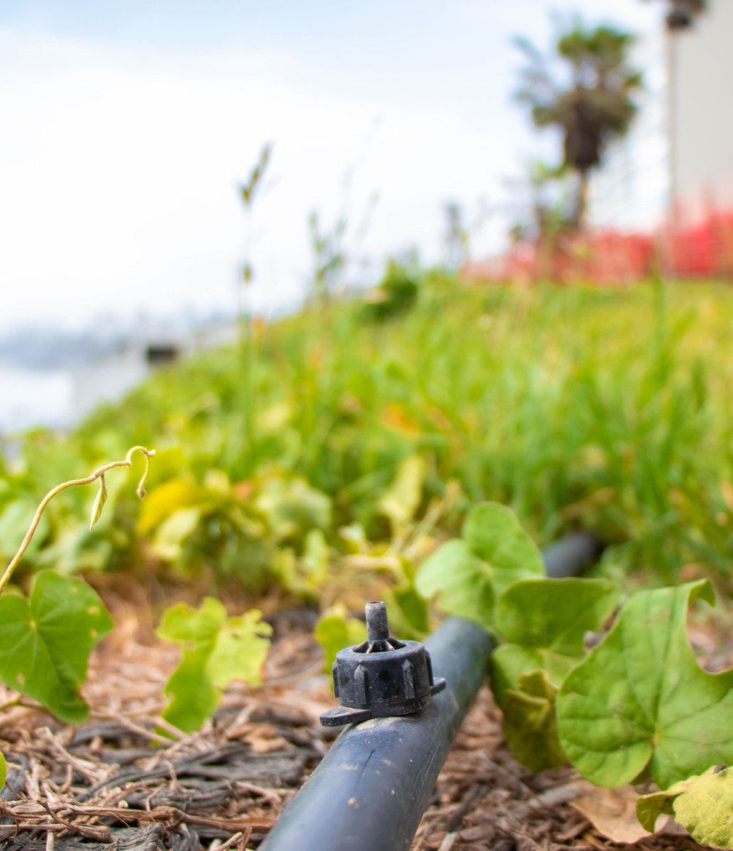 Barranco_Muni's tweet photo. ♻️POCO A POCO ESTAMOS RECUPERANDO NUESTRAS ÁREAS VERDES♻️
🌱Gracias a la implementación del sistema de #riego por goteo, así como el mantenimiento de las áreas verdes seguimos avanzando en la recuperación de nuestros #malecones y #acantilado 🙌 https://t.co/eb8YzwtUSD