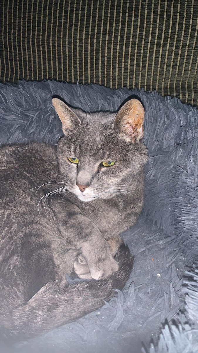 andreabirnbaum1's tweet photo. @KittyKat_Boy Our cat Steve is also deaf! https://t.co/boe7NObsGN
