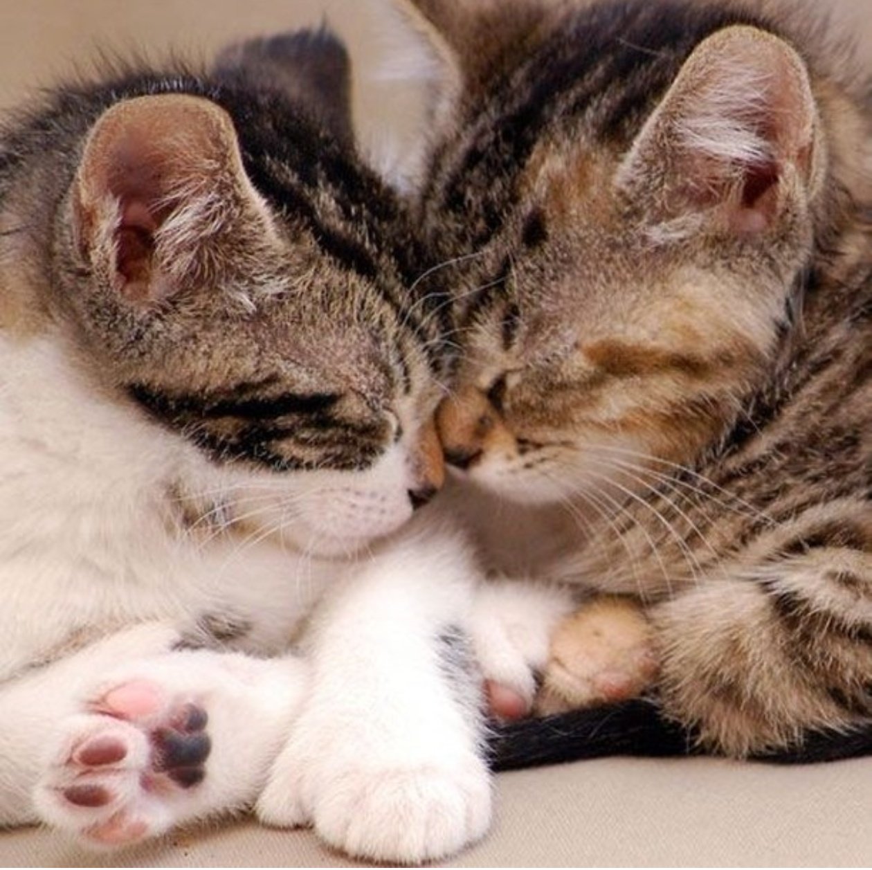 Поцелуйчики котят