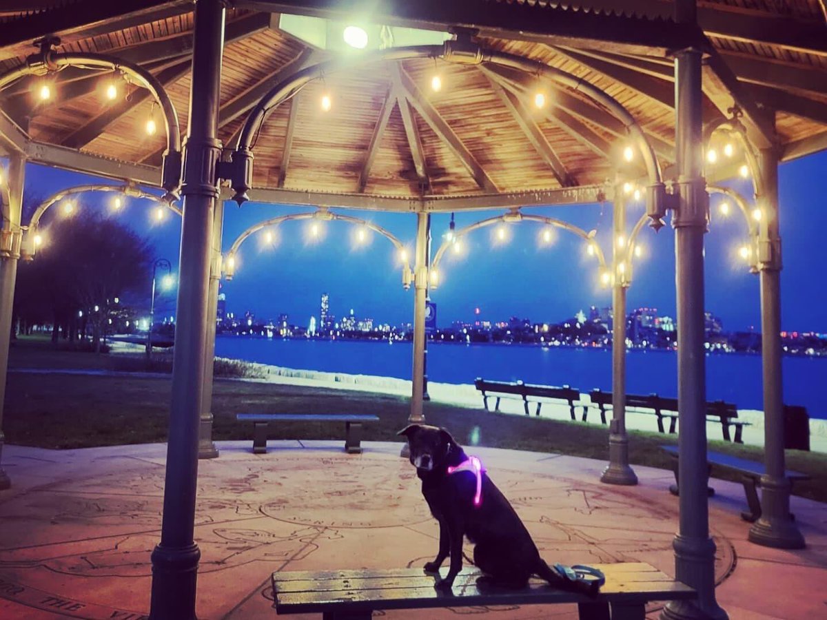 torydory1's tweet photo. Maya loves being part of the holiday light display in her Lighthound harness from @noxgear 

#tistheseason #noxgear #lighthound #HolidayLights #Boston https://t.co/JsZxrH4ltP