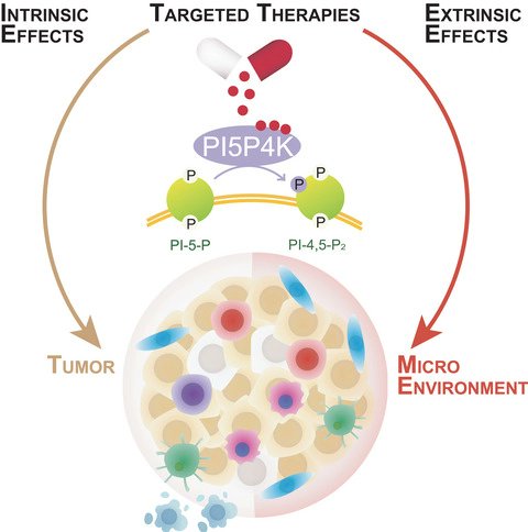 FEBS_Letters's tweet photo. Review ✳ Expanding role of PI5P4Ks in cancer: a promising druggable target 🎯
🖊Gurpreet Arora, Lavinia Palamiuc, & @BrookeEmerling @sbpdiscovery
➡https://t.co/rIRAXGg64H
#tumorigenesis #tumormicroenvironment #cancersignaling #cancermetabolism #tumorimmunity #immunotherapy https://t.co/ruIZO0osCf