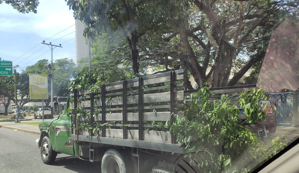 sembramostodos's tweet photo. Transformar a la Concha Acústica de #Maracay en un "peladero de chivo" no considerando que los #árboles son parte de su patrimonio, además de ir en contra de la arquitectura ecológica, contradice el espíritu de la ley de bosques, de la cual las alcaldías son garantes. https://t.co/IxaolRBybz