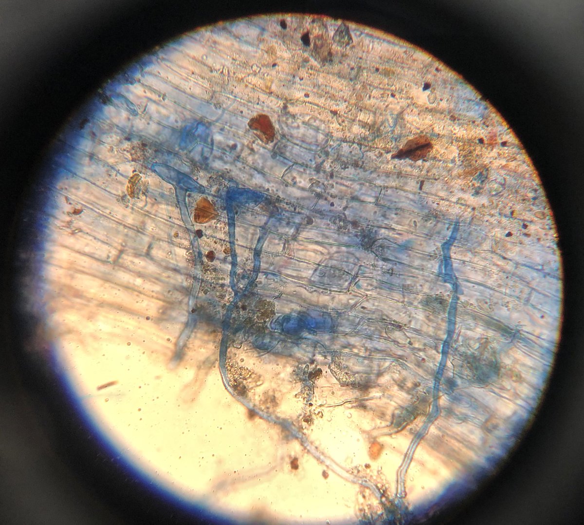 Mycocentriq's tweet photo. Mycorrhizae have my heart (and not just ECM…) 🍄 🌲 #arbuscules #glomeromycota #howmanynucleiwhoknows #titearbes https://t.co/XgDOPn2yDw