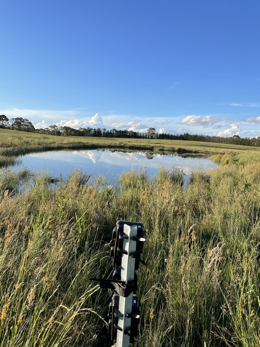 ericjnordberg's tweet photo. A soggy day in the field with @deborah_bower setting up #WildlifeCameras, @AudioMoth sound recorders, and #coverboards for our study looking at the influence of #cattle on water quality and biodiversity around farm #dams #DamHashtags #SoggyAndFroggy https://t.co/lGkBWJqNC0