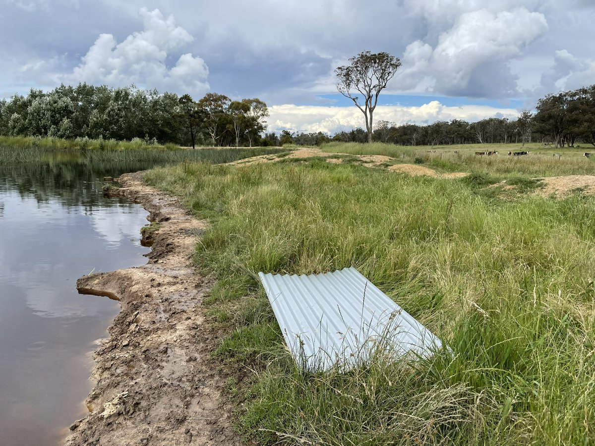 ericjnordberg's tweet photo. A soggy day in the field with @deborah_bower setting up #WildlifeCameras, @AudioMoth sound recorders, and #coverboards for our study looking at the influence of #cattle on water quality and biodiversity around farm #dams #DamHashtags #SoggyAndFroggy https://t.co/lGkBWJqNC0