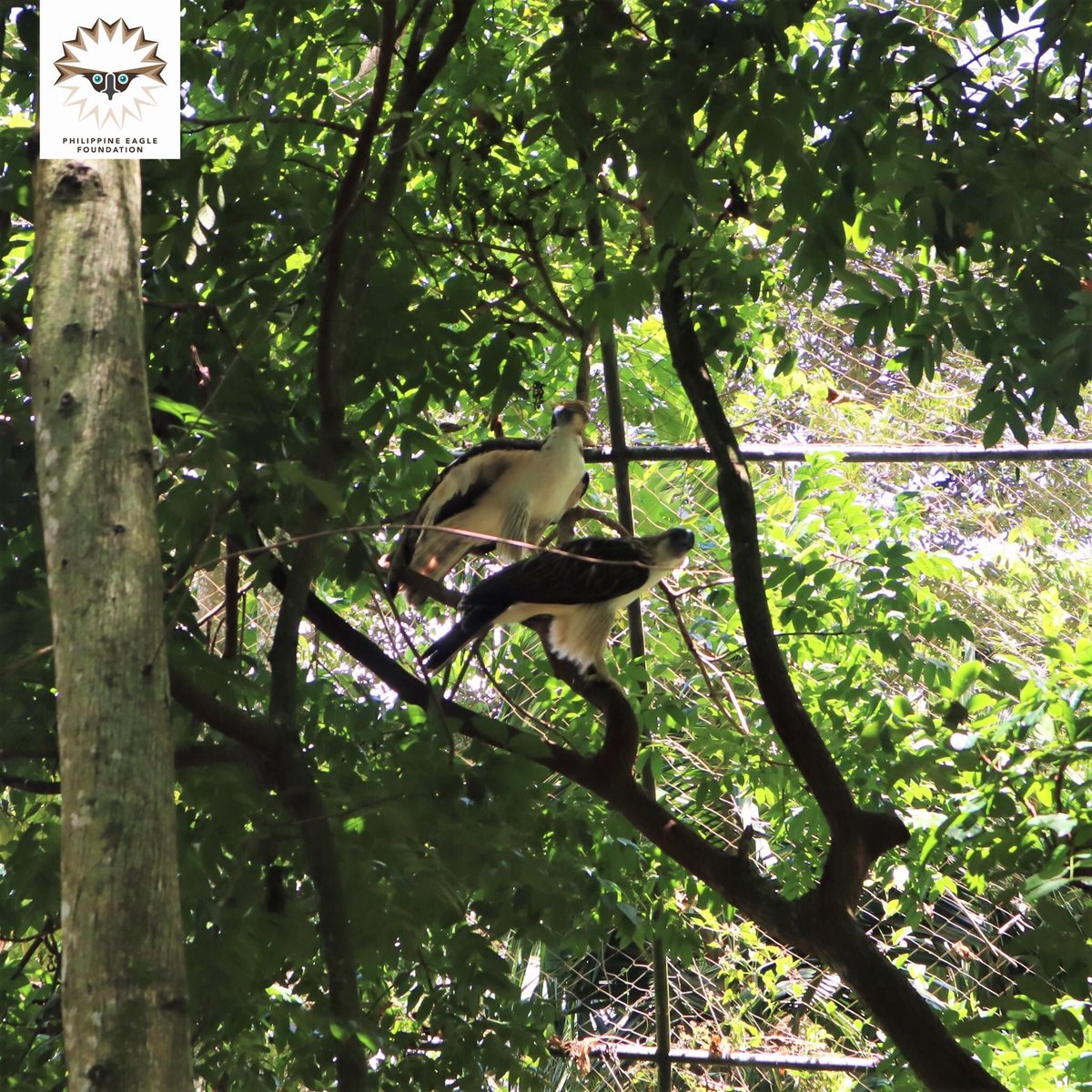 PhilEagleFdn's tweet photo. Here’s a look at #chick29’s parents, Ariela and MVP Matatag!

They’ve been together since February 29, 2019 and are one of our 3 natural pairs ❤️ within the Philippine Eagle Center. https://t.co/HcJTe3DApl