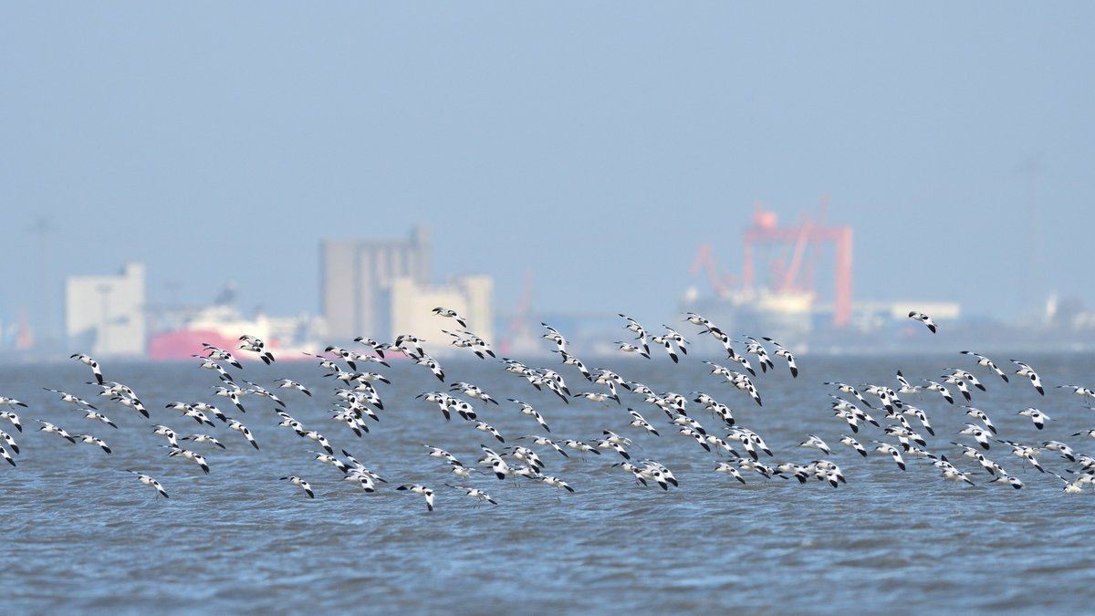 De natuur in de Eems-Dollard is ernstig verschraald. Hoe het gaat met de waterkwaliteit, bodemdieren, vogels, vissen en planten in dit zeldzame natuurgebied lees je in onze nieuwe jaarrapportage 2020. Ook lees je hoe ver we zijn met de ED2050-projecten👉tinyurl.com/2p9f6an3