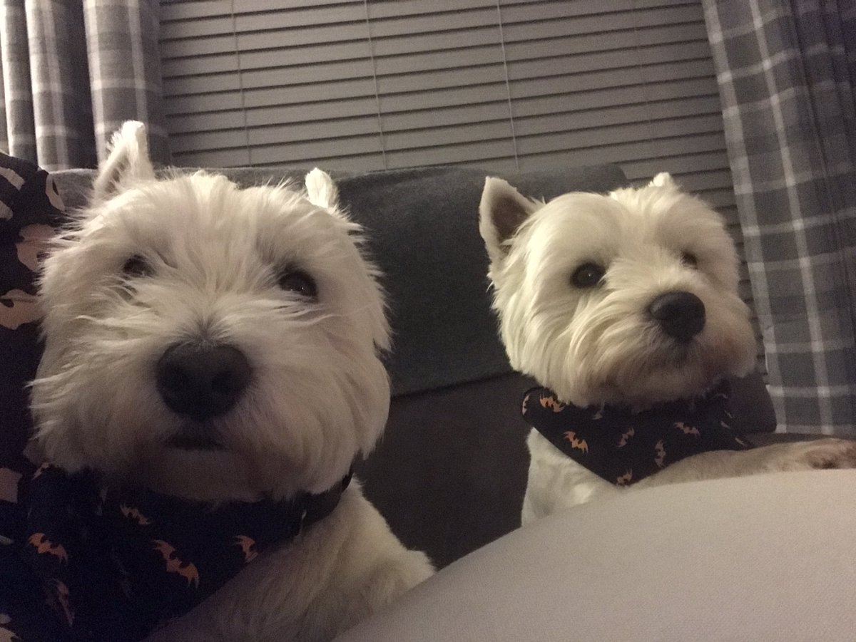 Mrs_CGrainger's tweet photo. @LadywoodKH A big hello and welcome from Ted and Buddy x https://t.co/3tKClQoPLc