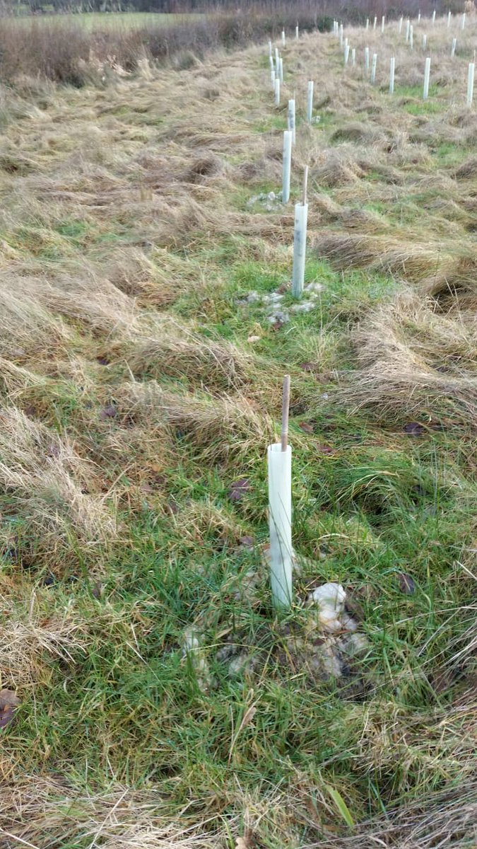 9treesUK's tweet photo. Hey everyone! We've a #9TreesUK #Volunteer day at Builth Wells in Wales on the 11th of December! Email us for more information, and help us maintain trees 🌳through #EcoMatting!
A big thanks to our local rep Kath for helping us set this up!
#Woodland #Wales #UK #BuilthWells https://t.co/Xnhv6yoFJZ