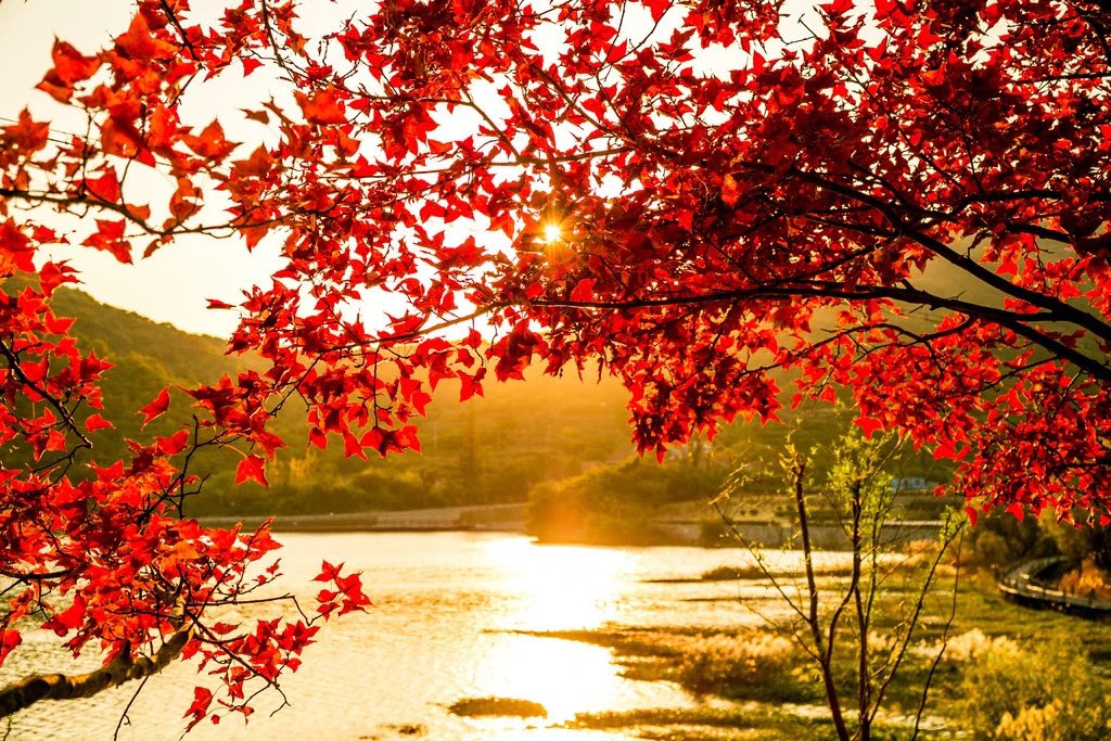 MonkeyKinglyg's tweet photo. #Maple Bay ๐๐is located in Sucheng, Lianyun District, 30 kilometers away from the city in #Lianyungang. It is a national forest park and scenic spot. Welcome to enjoy the charm of #Sucheng and picturesque maples in #Yun Tai Mountainsโ๏ธโ๏ธ. #View of Lianyungang https://t.co/XEIGwUPL6g