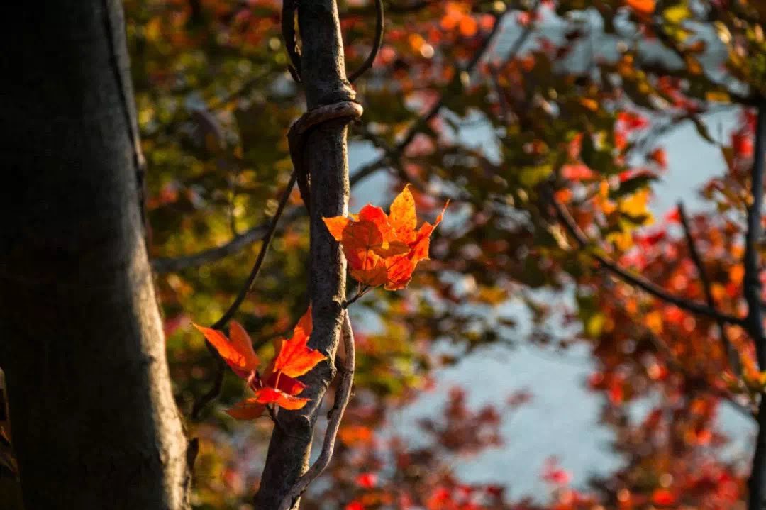 MonkeyKinglyg's tweet photo. #Maple Bay ๐๐is located in Sucheng, Lianyun District, 30 kilometers away from the city in #Lianyungang. It is a national forest park and scenic spot. Welcome to enjoy the charm of #Sucheng and picturesque maples in #Yun Tai Mountainsโ๏ธโ๏ธ. #View of Lianyungang https://t.co/XEIGwUPL6g