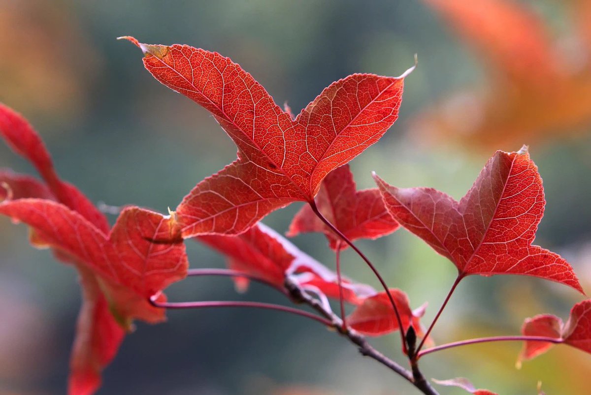 MonkeyKinglyg's tweet photo. #Maple Bay ๐๐is located in Sucheng, Lianyun District, 30 kilometers away from the city in #Lianyungang. It is a national forest park and scenic spot. Welcome to enjoy the charm of #Sucheng and picturesque maples in #Yun Tai Mountainsโ๏ธโ๏ธ. #View of Lianyungang https://t.co/XEIGwUPL6g