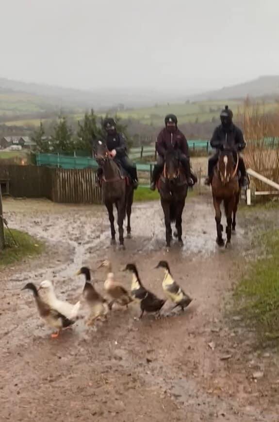 PenbiddleRacing's tweet photo. Great weather for ducks and the show goes on thanks to everyone here⭐️ #stormbara    @PenbiddleRacing  @Radnorhills @GAINEquine @nafuk @tip_sword @LeglockLuke @itvracing @MattHuntington3 @DONLINMARTIN https://t.co/7Ae17rPaLH