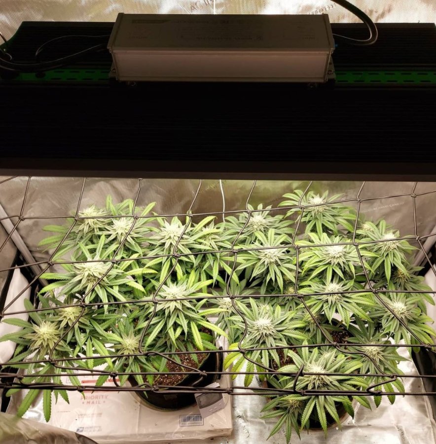 ViparSpectraLED's tweet photo. #viparspectraled #P2500 doing a good job in the 2x4 tent.๐ฑ๐ก Plants like it! ViparSpectra's Vision is to provide innovative indoor gardening products at affordable prices.
๏ผ๐ทpictures from: squirrel_master40 ๏ผ https://t.co/rLIughSepE