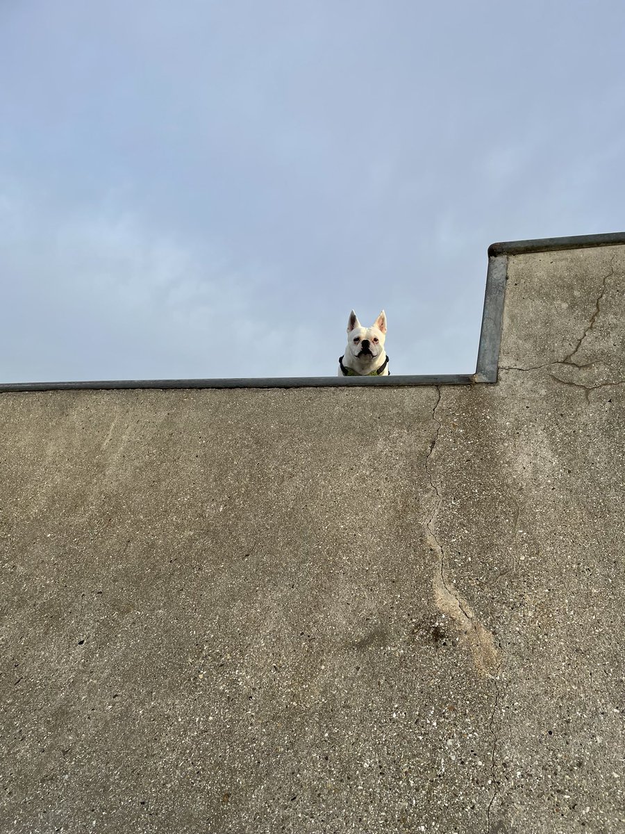 YolkTheDog's tweet photo. Skater pig https://t.co/WoPeQSRLmm