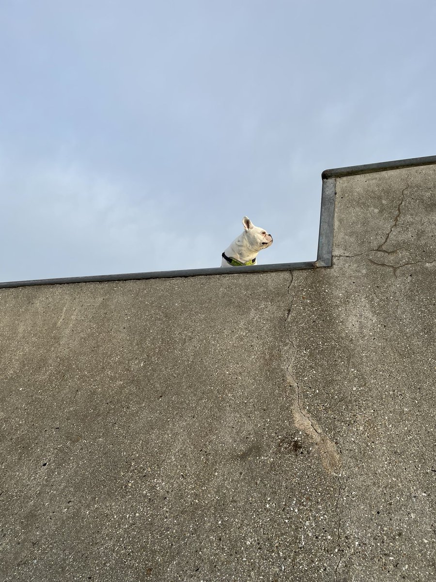 YolkTheDog's tweet photo. Skater pig https://t.co/WoPeQSRLmm