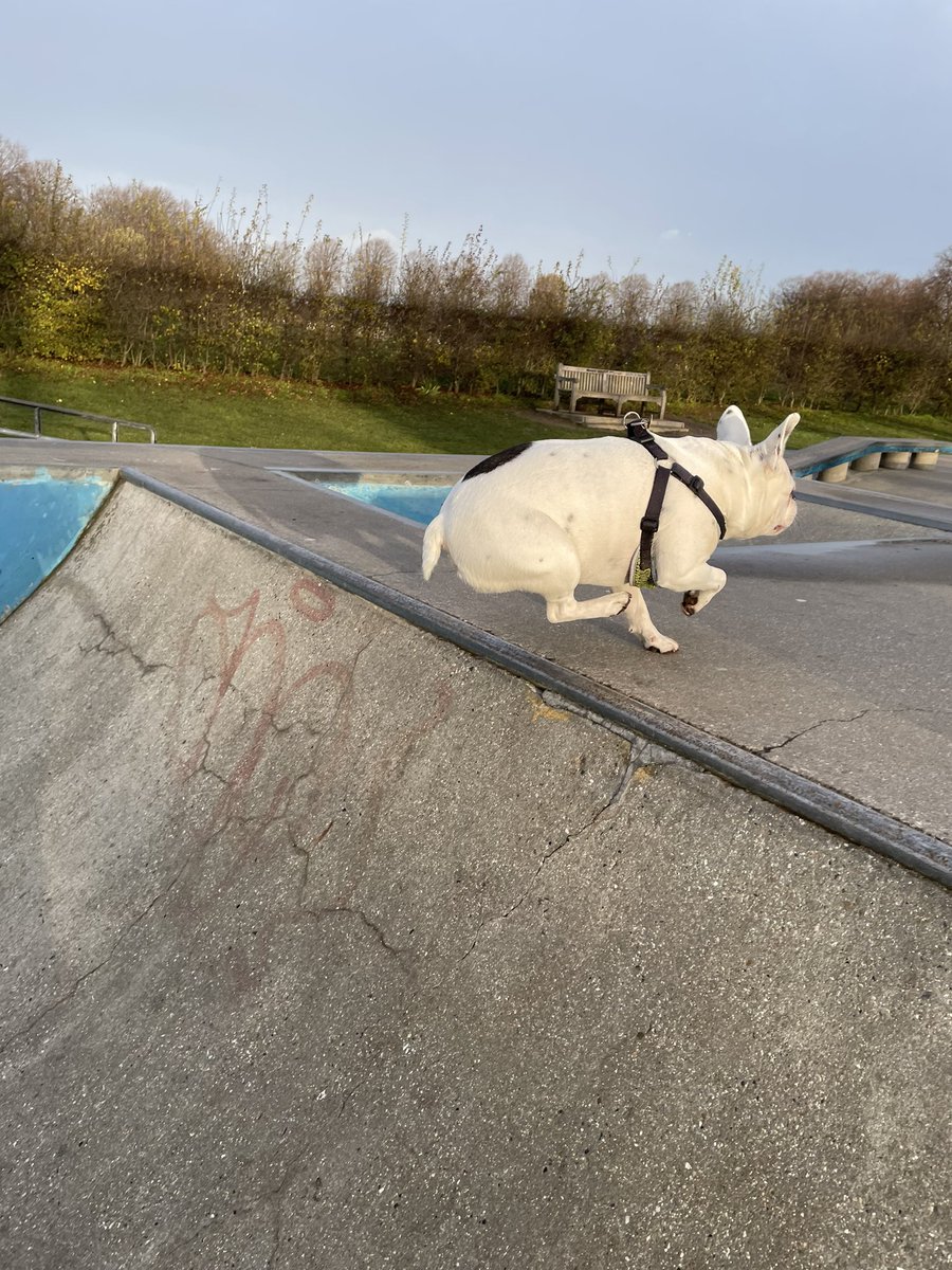 YolkTheDog's tweet photo. Skater pig https://t.co/WoPeQSRLmm
