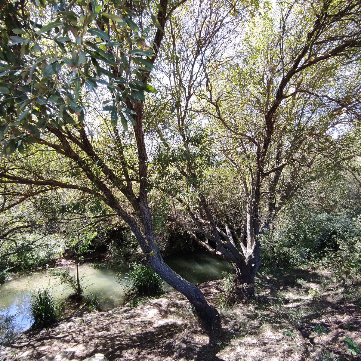 CRuralElSendero's tweet photo. #FelizMiercoles #DiadelaInmaculada ! Felicidades #Inmaculadas y #Conchis desde #ElBurgo, en pleno #ParqueNacional #SierraDeLasNieves, #Malaga, #Andalucia, #CasaRural https://t.co/MAfNhnwWef https://t.co/y3Y9MfeLHq
