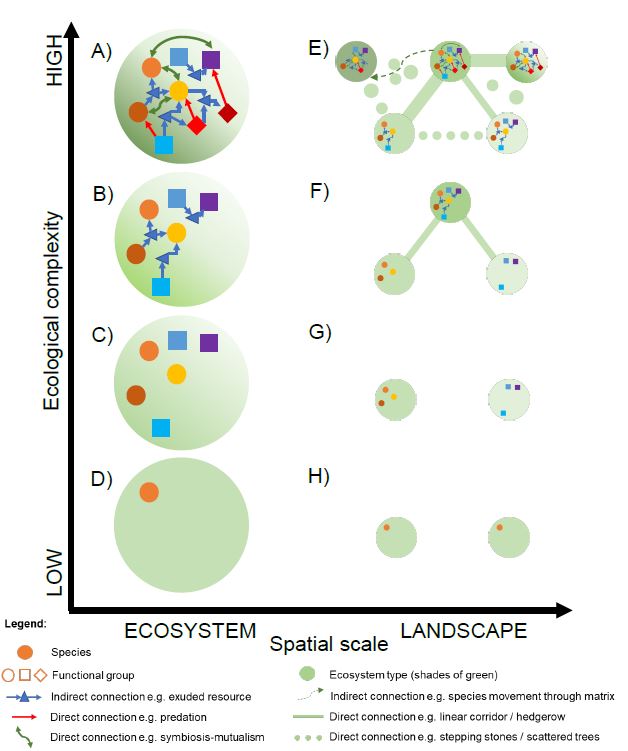 Future restoration should enhance ecological complexity and emergent properties at multiple scales
onlinelibrary.wiley.com/doi/10.1111/ec…
#restoration #rewilding <a href="/rewild/">Re:wild</a>