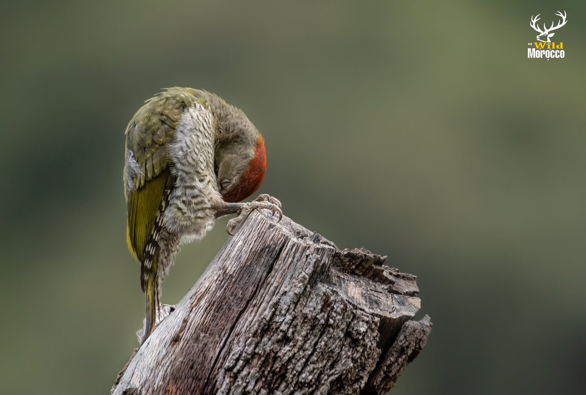 morocco__wild's tweet photo. أسعد الله صباحكم #المغرب #تازہ
 Levaillant's woodpecker(نقار لوفايون)
https://t.co/KUszixyVfE https://t.co/BmYtG5KWx8