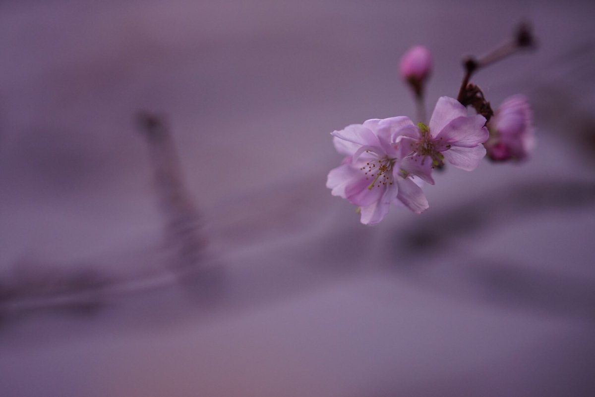 jj6363's tweet photo. 晩秋に咲く素敵な花々です

小田原のざる菊
横浜市内の十月桜
平塚 花菜ガーデンのアイスチューリップ
南足柄の11月に咲くひまわり
です✨

#写真好きな人と繫がりたい #写真撮ってる人と繫がりたい #写真で伝えたい私の世界 #神奈川県 https://t.co/S84wmHuxW8
