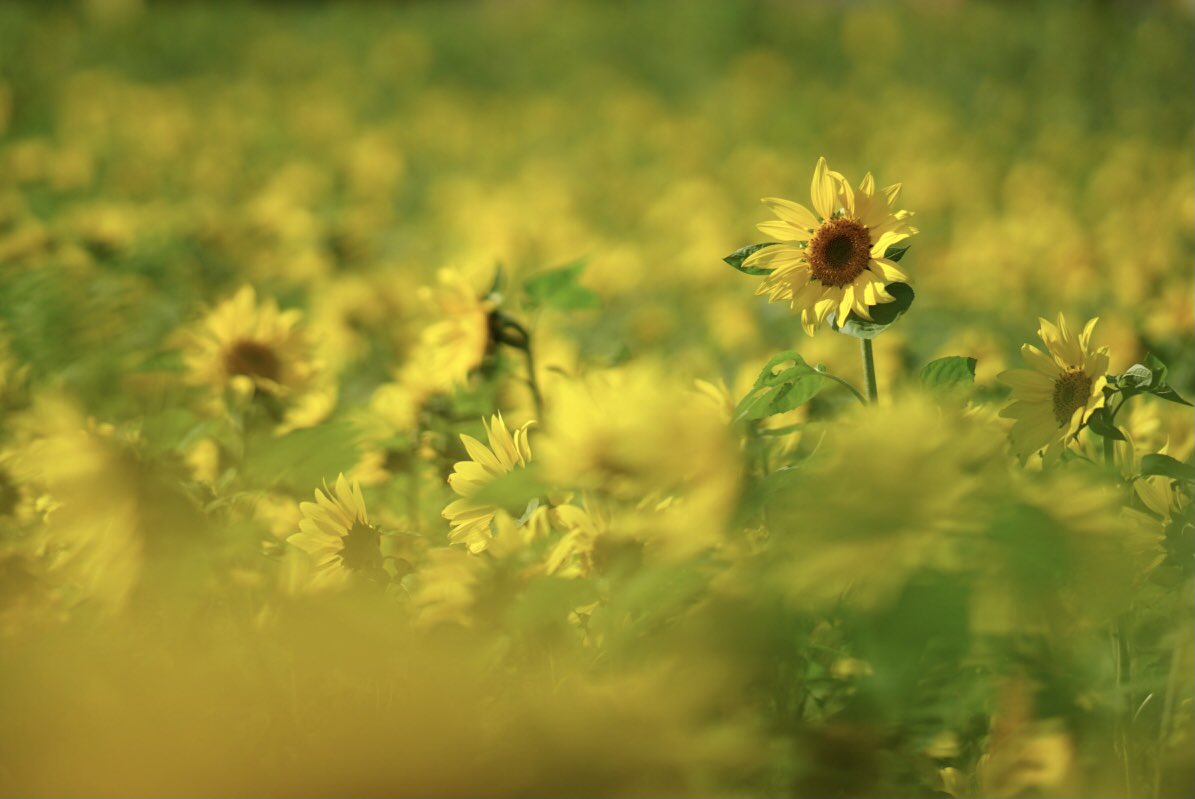 jj6363's tweet photo. 晩秋に咲く素敵な花々です

小田原のざる菊
横浜市内の十月桜
平塚 花菜ガーデンのアイスチューリップ
南足柄の11月に咲くひまわり
です✨

#写真好きな人と繫がりたい #写真撮ってる人と繫がりたい #写真で伝えたい私の世界 #神奈川県 https://t.co/S84wmHuxW8