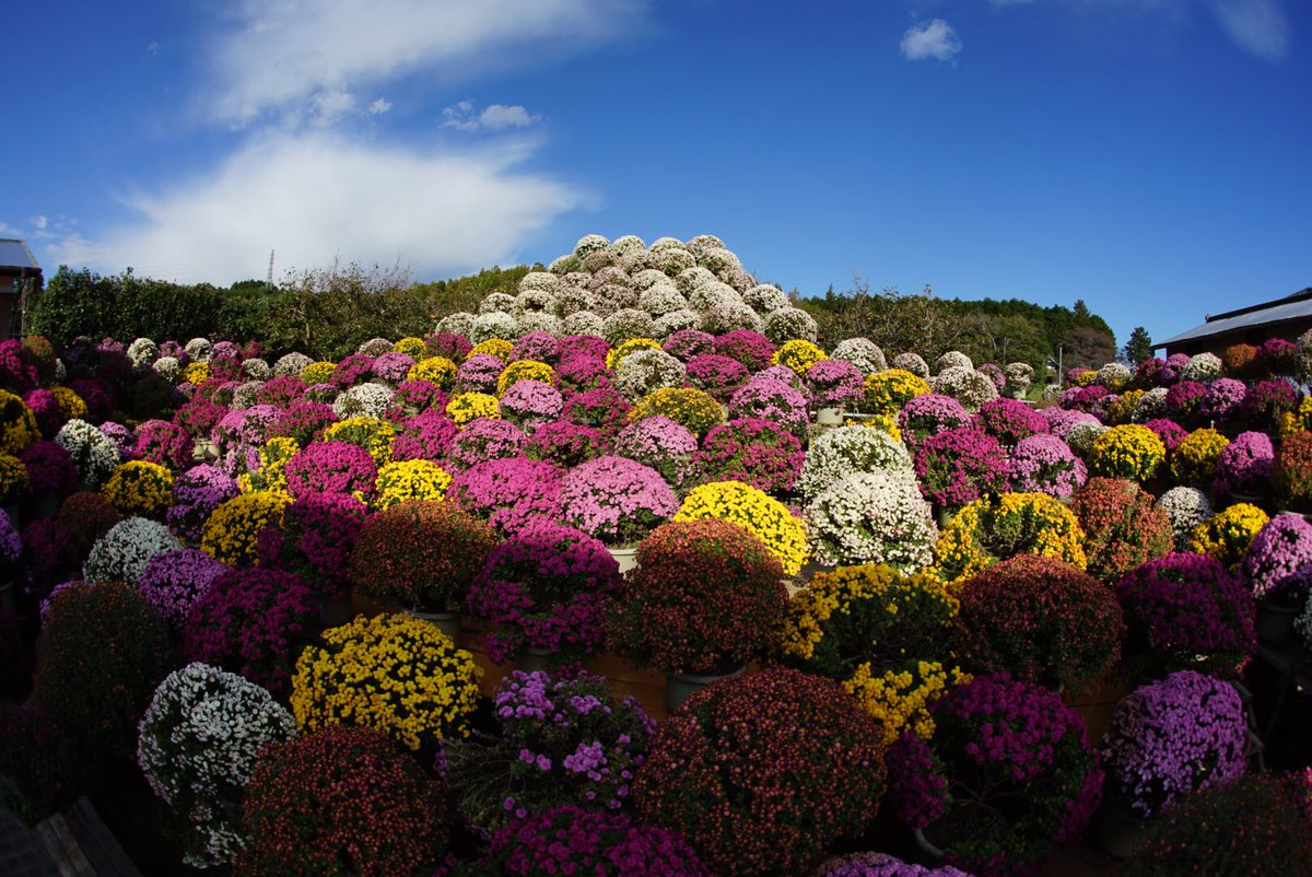 jj6363's tweet photo. 晩秋に咲く素敵な花々です

小田原のざる菊
横浜市内の十月桜
平塚 花菜ガーデンのアイスチューリップ
南足柄の11月に咲くひまわり
です✨

#写真好きな人と繫がりたい #写真撮ってる人と繫がりたい #写真で伝えたい私の世界 #神奈川県 https://t.co/S84wmHuxW8