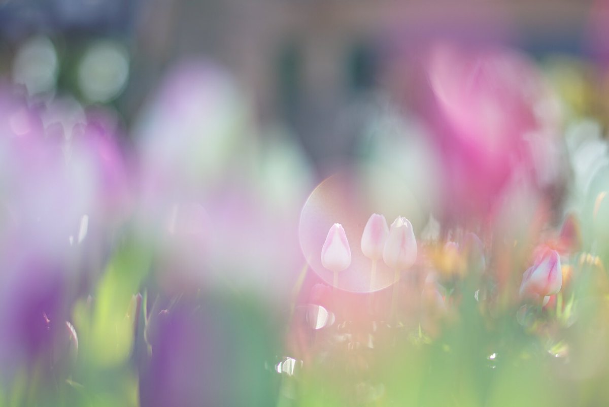 jj6363's tweet photo. 晩秋に咲く素敵な花々です

小田原のざる菊
横浜市内の十月桜
平塚 花菜ガーデンのアイスチューリップ
南足柄の11月に咲くひまわり
です✨

#写真好きな人と繫がりたい #写真撮ってる人と繫がりたい #写真で伝えたい私の世界 #神奈川県 https://t.co/S84wmHuxW8