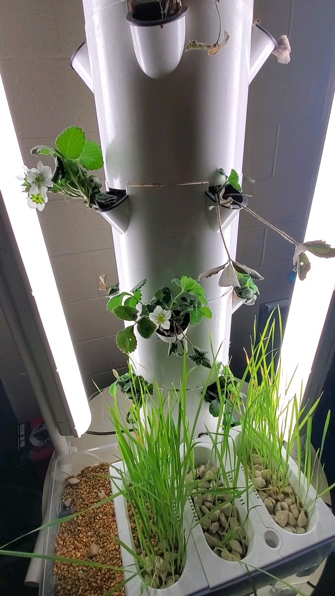 MabletonMaker's tweet photo. Our strawberries are blooming! We are on track for berries in January!
@STEMcobb 
@cobbscience 
@GaDOEScience 
@MabletonSteam 
@MabletonES 
@TeamGrizzle2006 
@SciSean
#Hydroponics 
#ultimatelearningexperiance https://t.co/wzQtCiqYNY