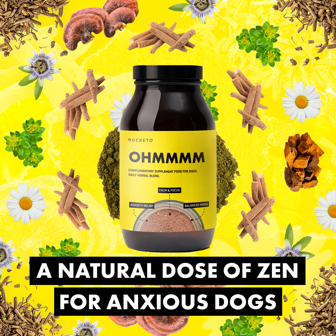 We created our OHM supplement as a result of an increase in reported cases of pet anxiety due to the pandemic. But anxiety in dogs isn't anything new. 

Find OHM amongst our whole range of natural and organic supplements here → gorocketo.com/product/dehydr…