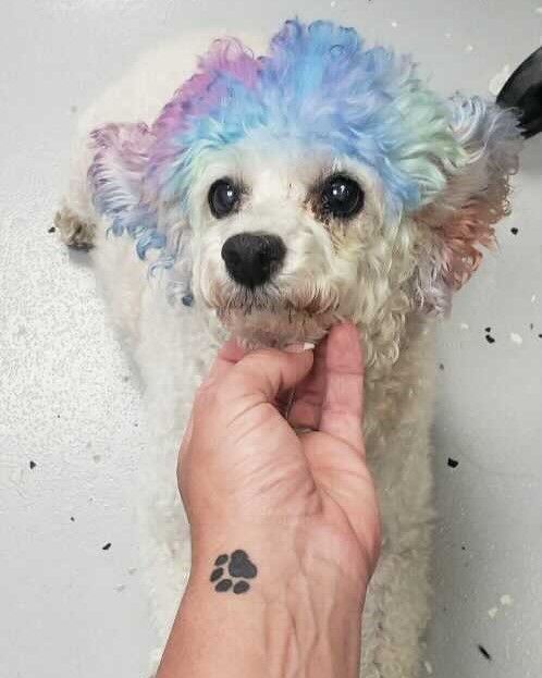 ScrubbersDog's tweet photo. Dogs are among a small group of animals who show voluntary unselfish kindness towards others without any reward! 💙

#Scrubbers #dogwash #doglovers https://t.co/m7ngL5ovQ7