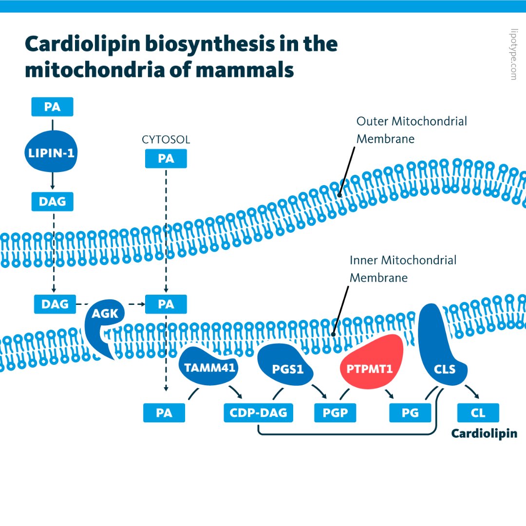 Lipotype_Global's tweet photo. The biochemical pathways of cardiolipin synthesis in the mitochondria of mammalian cells.
Full text: https://t.co/5mO1yrY7CH
#Cardiolipin #biochemistry #lipidomics #lipids #lipidanalysis https://t.co/4fbOChUqVS