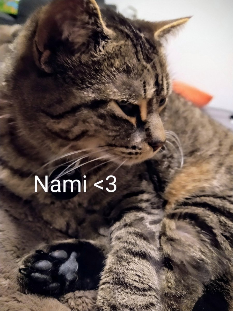 This is my coworker, Nami 🐱 #editing or #writing She's one of 3 #furbabylove 🐱🐱🐱❤️ 
She's terrible at spelling though, preferring to lay on the keyboard instead of typing. Her vocab is poor (meow&purr) and her work ethic is atrocious (constant napper) But she's the best ❤️