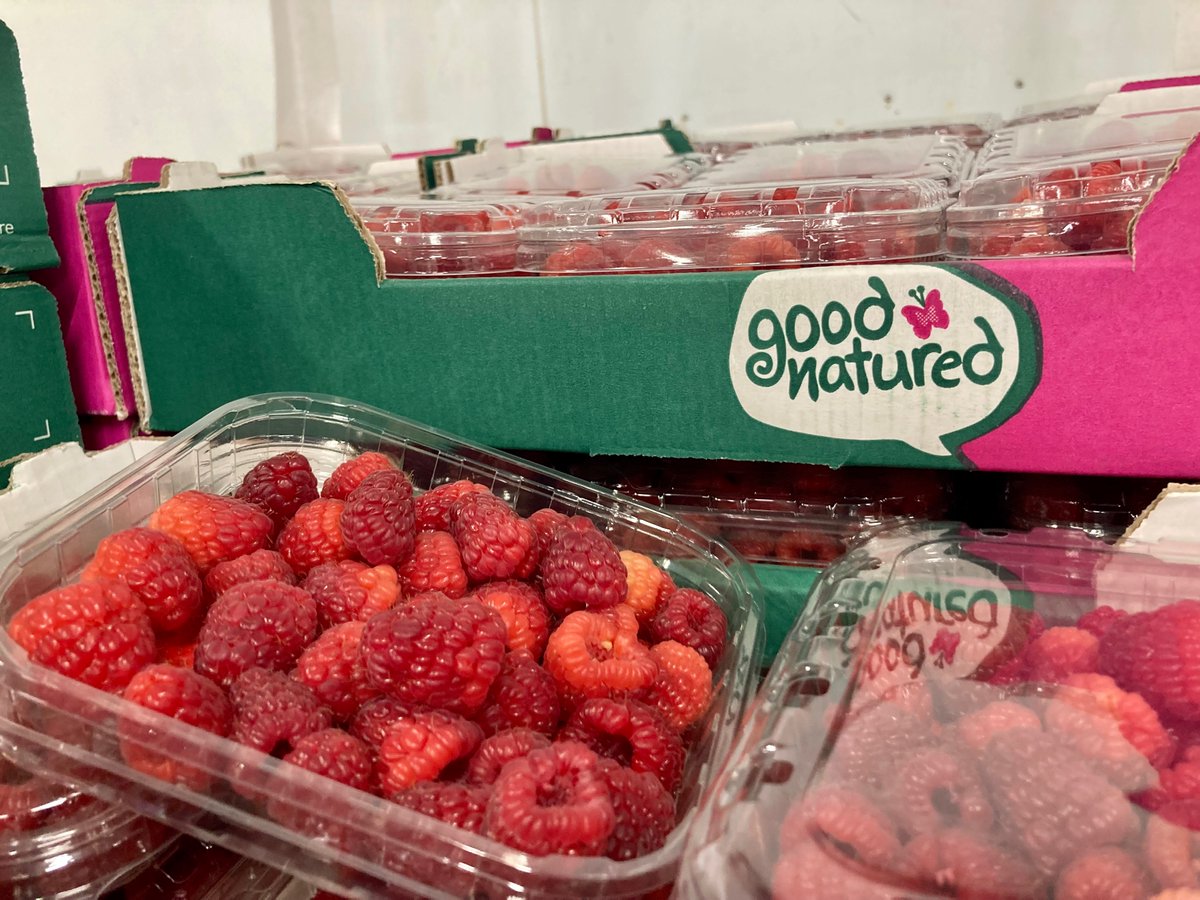 AngusFruit's tweet photo. Our first lot of Good natured Spanish Raspberries haven't even had time for a siesta as they have completely sold out! Contact the trading team for more info on next arrivals.
#GoodNatured #ImportSeason #SpanishRaspberries #Hospitality #FreshProduce
#SoftFruit #Catering https://t.co/qKDiqNGA54