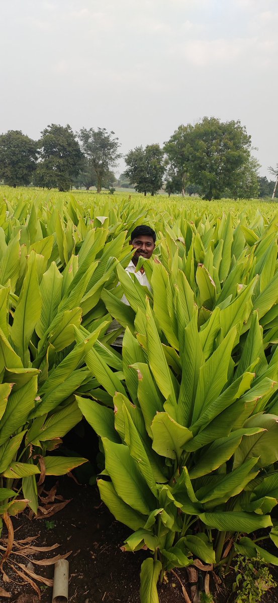 हळद
 #आपलं कल्चर अग्रिकल्चर