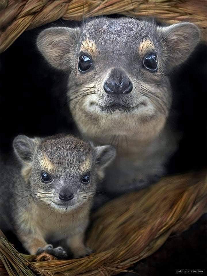 ※※※ CUTENESS OVERLOAD 💝😘
#motherslove    #wildlifephotography