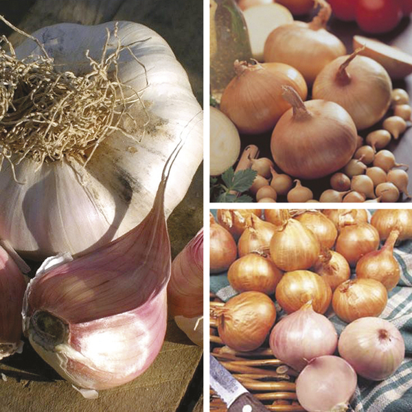 This Spring planting collection includes our best performing alliums that will give bumper yields in Summer.

1 pack of each variety: Onion Stuttgarter Giant, Shallot Bistro, and Garlic Picardy Wight.

Save £2 on individual prices! Available today 👇
mr-fothergills.co.uk/Spring-Plantin…