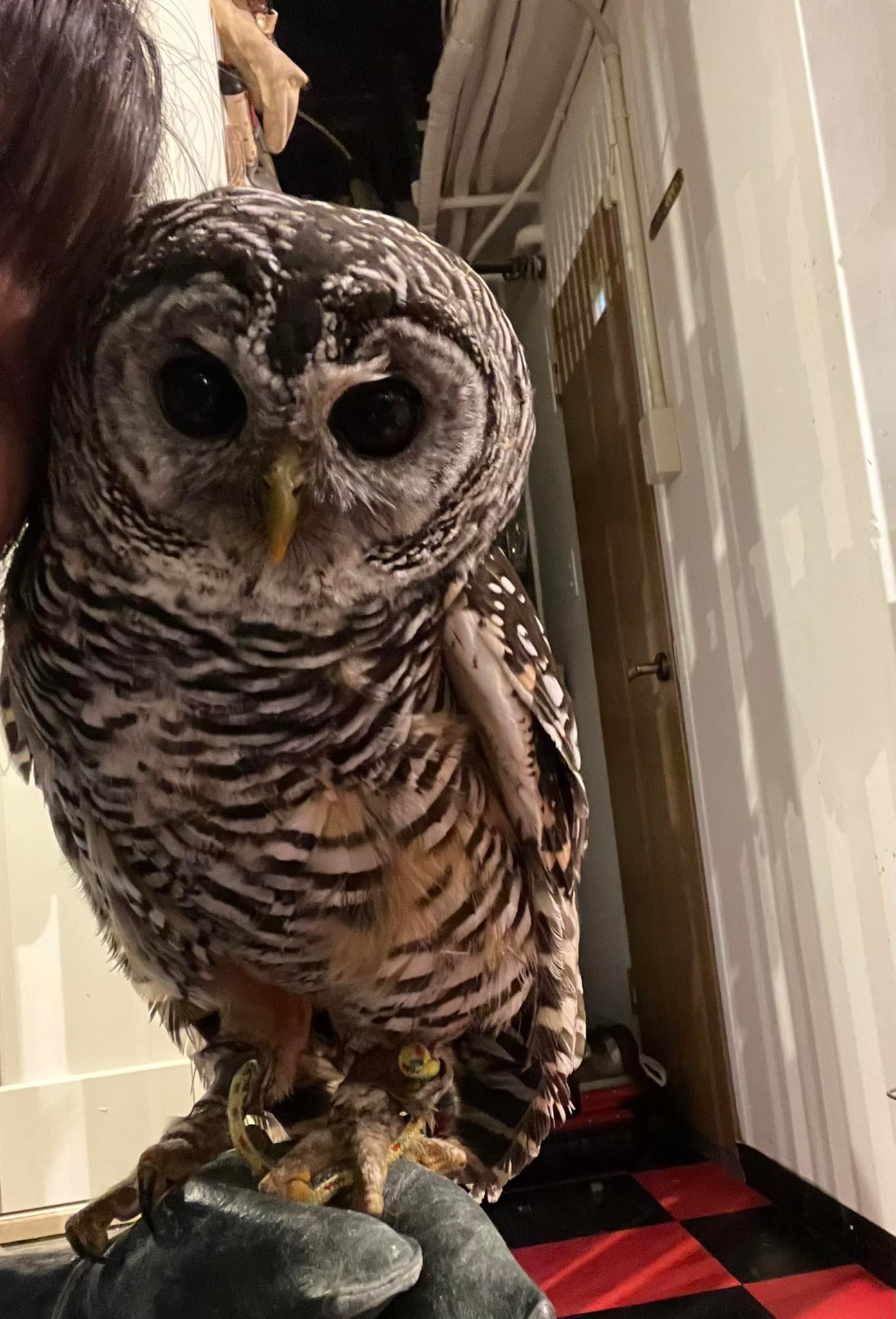 フクロウ とハリネズミ のカフェ オウルドベース Owl Cafe 猛禽屋 西日本 Owl De Base Twitter
