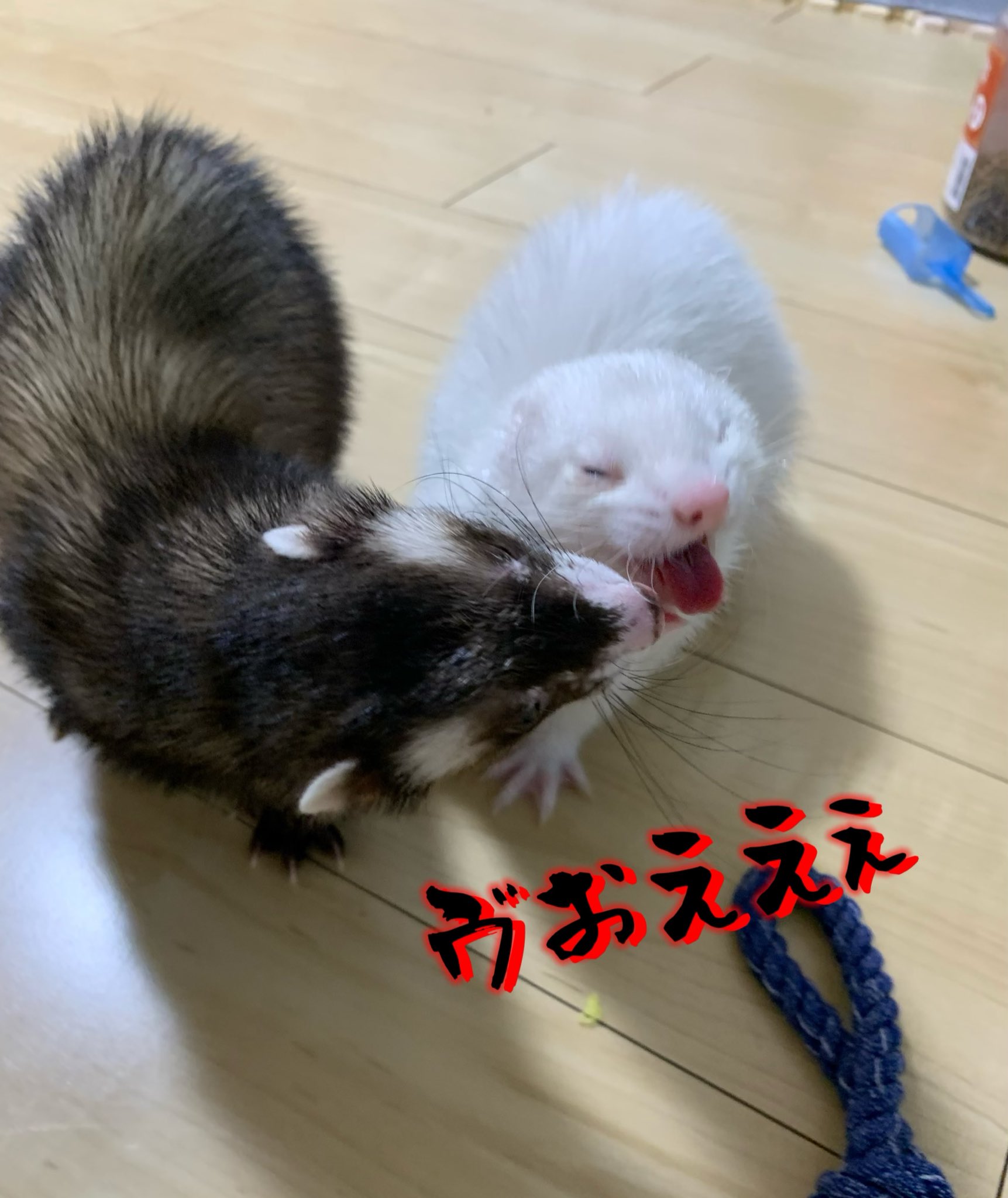 隙間隊 シェル ジェイク Shellsohana S Twitter